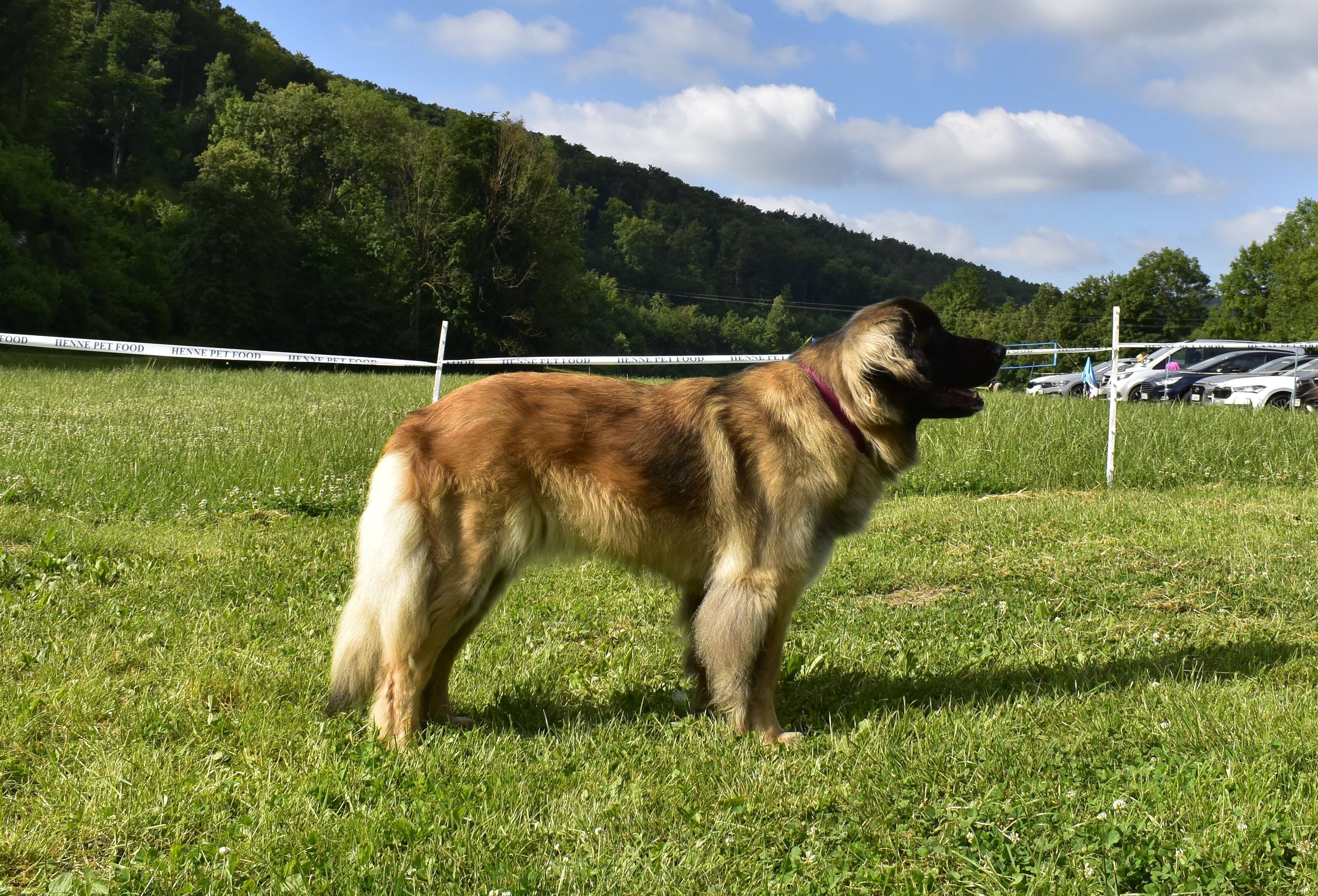 Bounty Lowe vom Munsterland