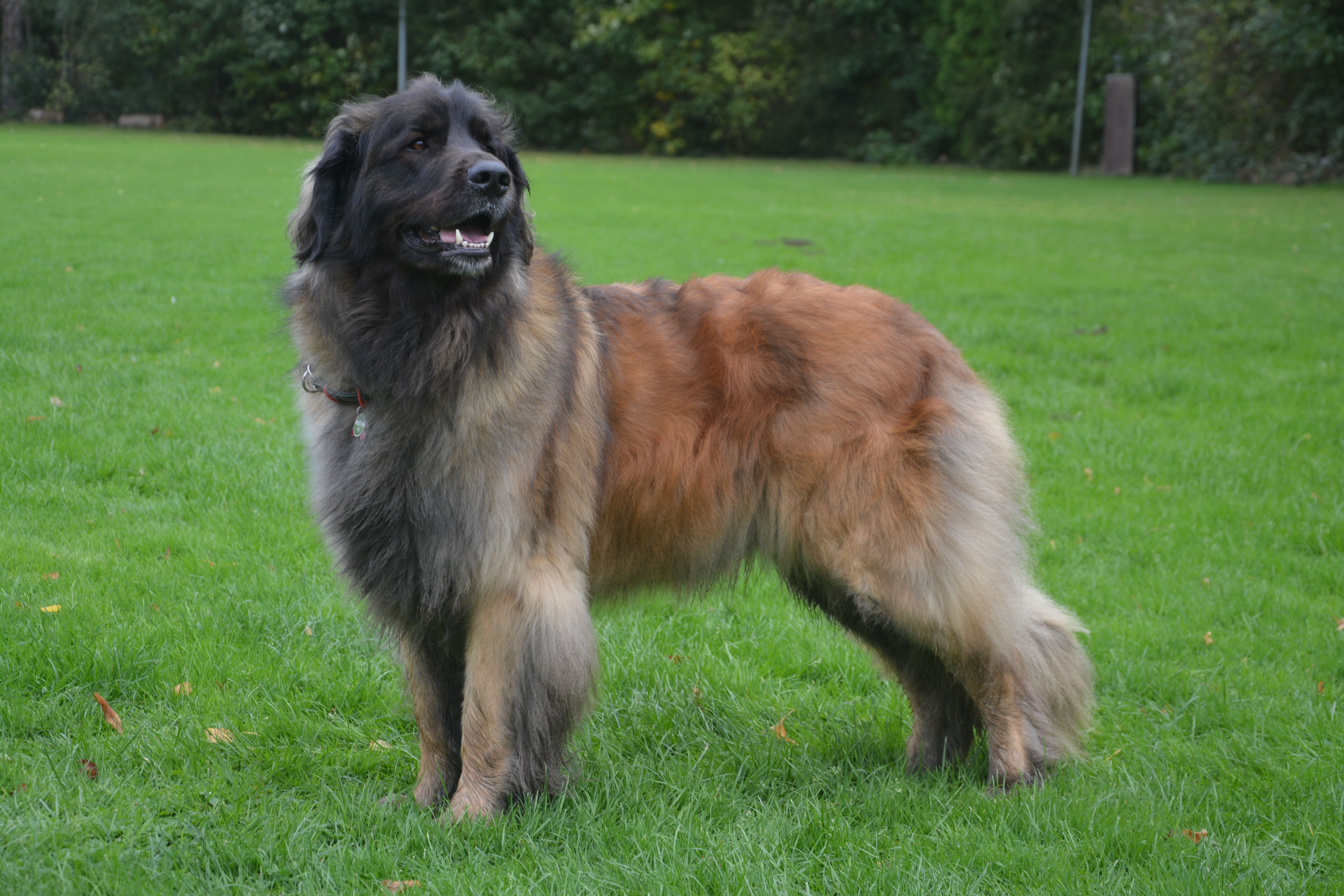 Zillah Lowe von Walhall 2